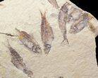 Fossil Fish (Gosiutichthys) Mortality Plate - Lake Gosiute #71791-1